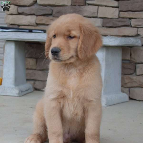 Quinn, Golden Retriever Puppy